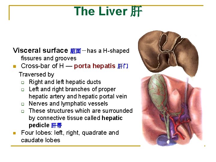 The Liver 肝 Visceral surface 脏面－has a H-shaped fissures and grooves n Cross-bar of