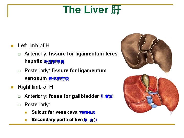 The Liver 肝 n Left limb of H q q Anteriorly: fissure for ligamentum
