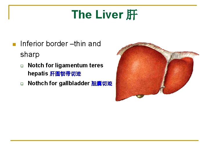 The Liver 肝 n Inferior border –thin and sharp q q Notch for ligamentum