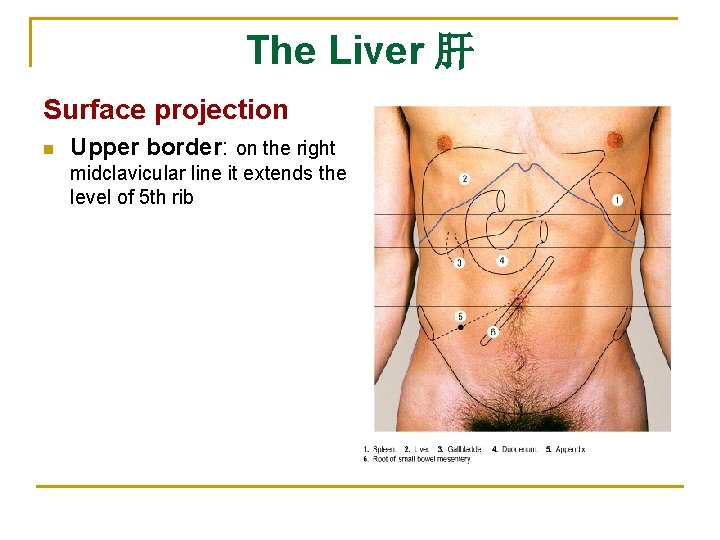 The Liver 肝 Surface projection n Upper border: on the right midclavicular line it