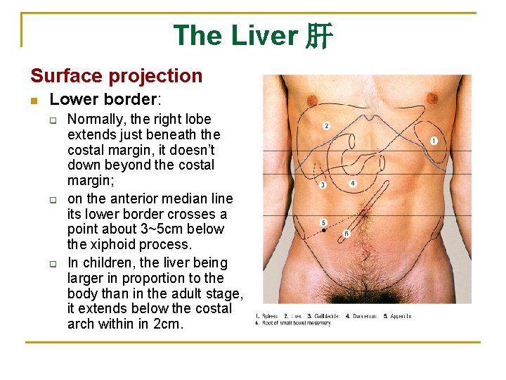 The Liver 肝 Surface projection n Lower border: q q q Normally, the right