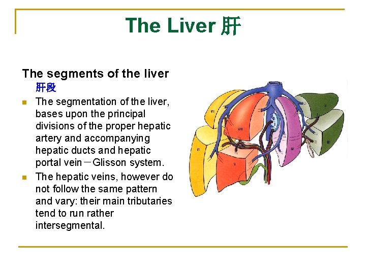 The Liver 肝 The segments of the liver n n 肝段 The segmentation of
