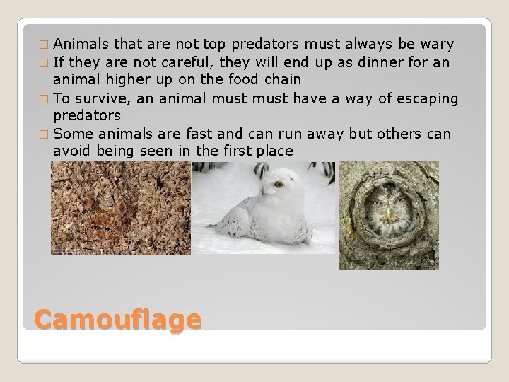 � Animals that are not top predators must always be wary � If they