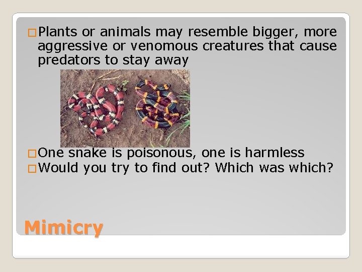 �Plants or animals may resemble bigger, more aggressive or venomous creatures that cause predators