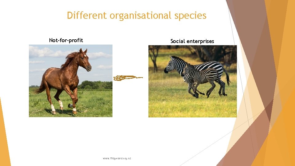 Different organisational species Not-for-profit Social enterprises www. fitzgerald. org. nz 