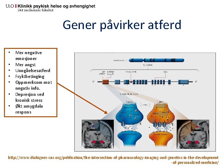 Gener påvirker atferd • • Mer negative emosjoner Mer angst Unngåelsesatferd Fryktbetinging Oppmerksom mot