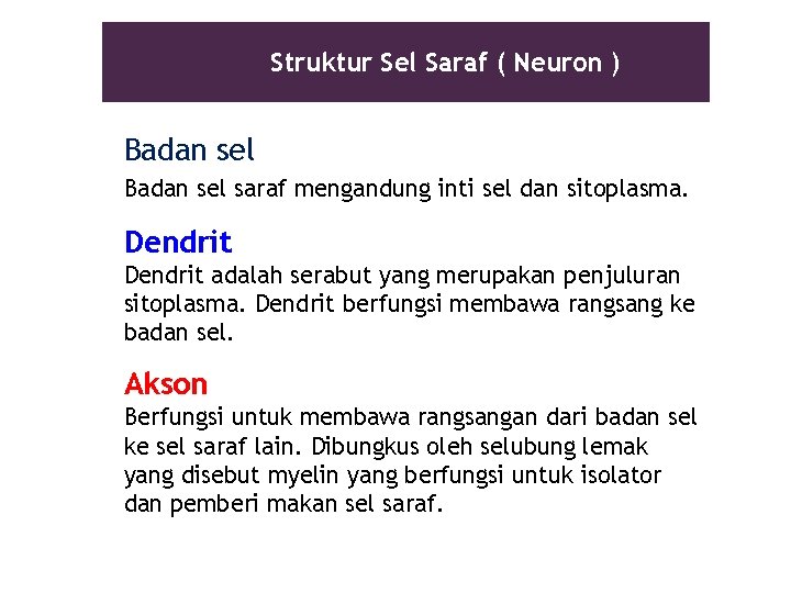 Struktur Sel Saraf ( Neuron ) Badan sel saraf mengandung inti sel dan sitoplasma.