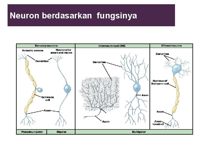 Neuron berdasarkan fungsinya 