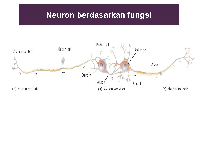 Neuron berdasarkan fungsi 
