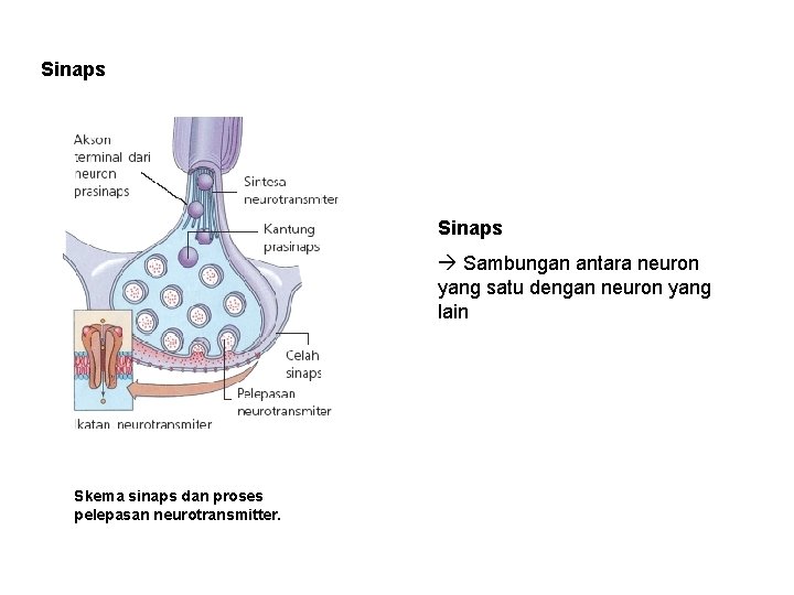 Sinaps Sambungan antara neuron yang satu dengan neuron yang lain Skema sinaps dan proses