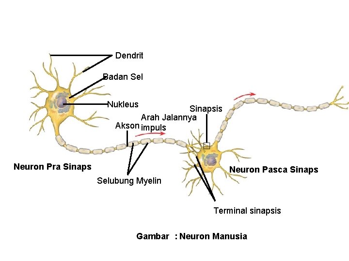 Dendrit Badan Sel Nukleus Sinapsis Arah Jalannya Akson impuls Neuron Pra Sinaps Neuron Pasca