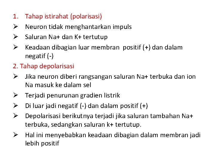 1. Ø Ø Ø Tahap istirahat (polarisasi) Neuron tidak menghantarkan impuls Saluran Na+ dan