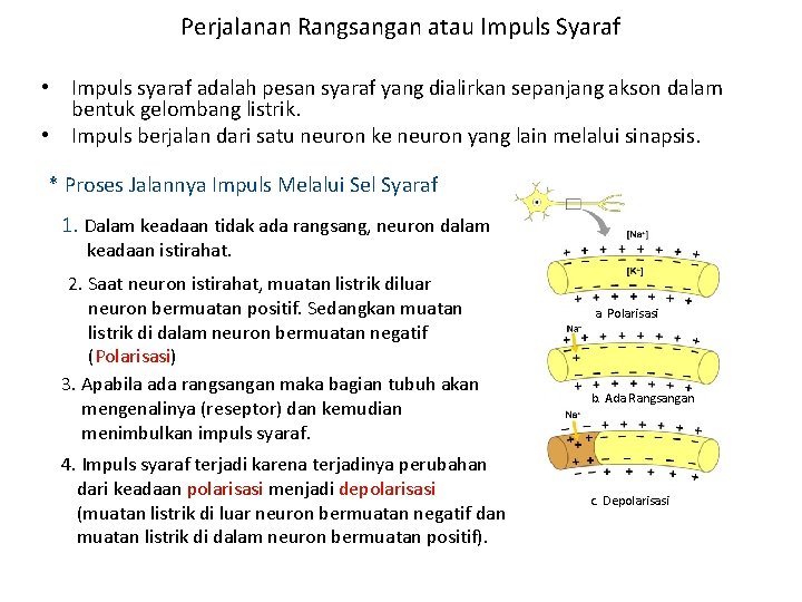 Perjalanan Rangsangan atau Impuls Syaraf • Impuls syaraf adalah pesan syaraf yang dialirkan sepanjang