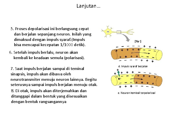 Lanjutan… 5. Proses depolarisasi ini berlangsung cepat dan berjalan sepanjang neuron. Inilah yang dimaksud