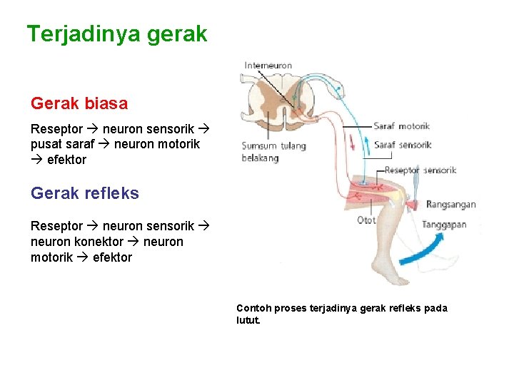 Terjadinya gerak Gerak biasa Reseptor neuron sensorik pusat saraf neuron motorik efektor Gerak refleks