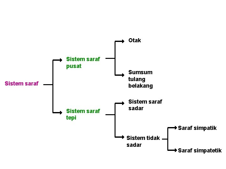 Otak Sistem saraf pusat Sumsum tulang belakang Sistem saraf tepi Sistem saraf sadar Saraf