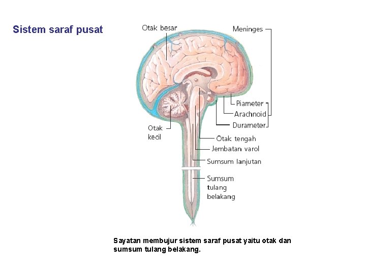 Sistem saraf pusat Sayatan membujur sistem saraf pusat yaitu otak dan sumsum tulang belakang.