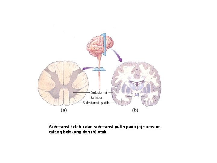 Substansi kelabu dan substansi putih pada (a) sumsum tulang belakang dan (b) otak. 