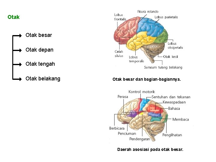 Otak besar Otak depan Otak tengah Otak belakang Otak besar dan bagian-bagiannya. Daerah asosiasi