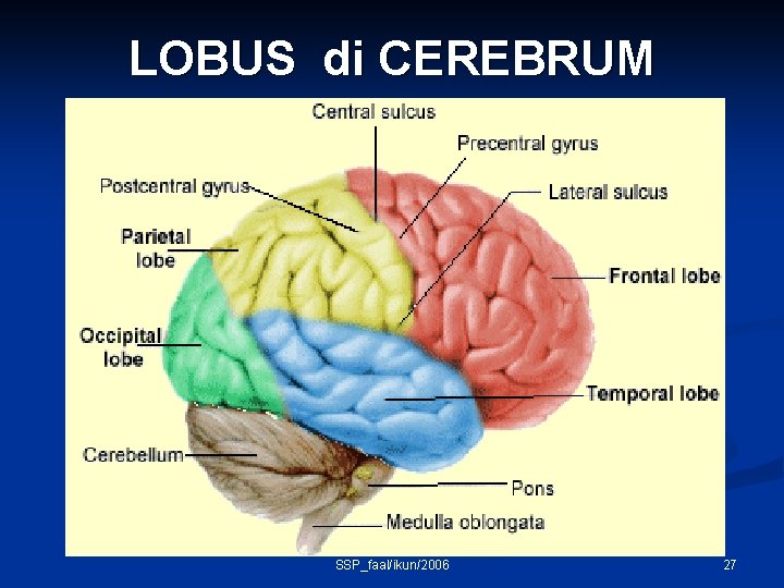 LOBUS di CEREBRUM SSP_faal/ikun/2006 27 