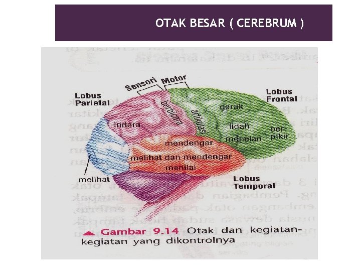 OTAK BESAR ( CEREBRUM ) 