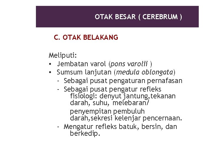 OTAK BESAR ( CEREBRUM ) C. OTAK BELAKANG Meliputi: • Jembatan varol (pons varolii