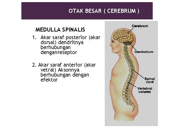 OTAK BESAR ( CEREBRUM ) MEDULLA SPINALIS 1. Akar saraf posterior (akar dorsal) dendritnya