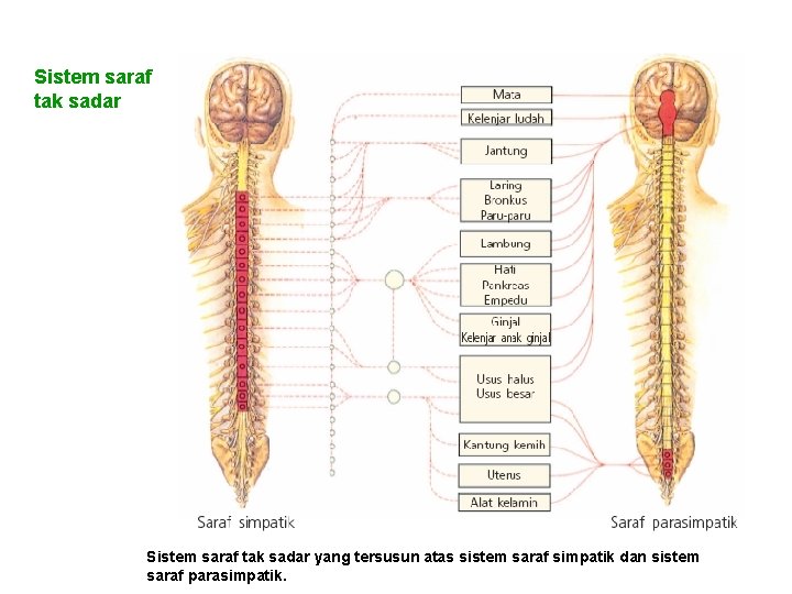 Sistem saraf tak sadar yang tersusun atas sistem saraf simpatik dan sistem saraf parasimpatik.