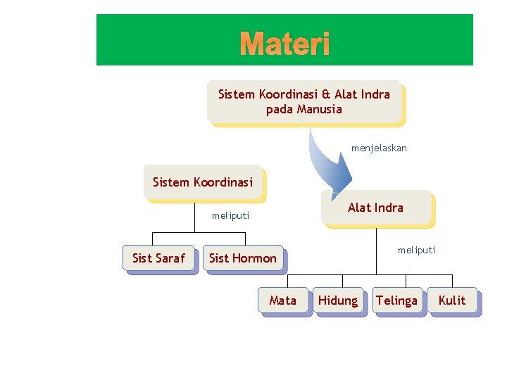 Materi Sistem Koordinasi & Alat Indra pada Manusia menjelaskan Sistem Koordinasi Alat Indra meliputi