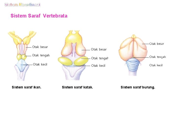 Sistem Saraf Vertebrata Sistem saraf ikan. Sistem saraf katak. Sistem saraf burung. 