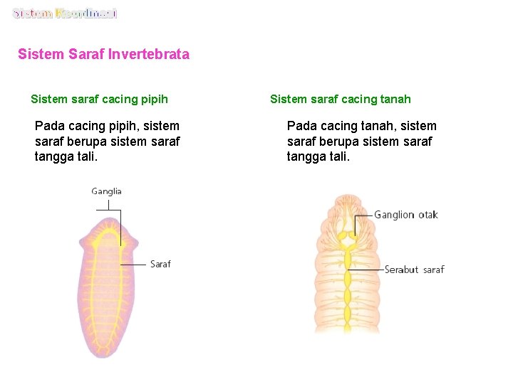 Sistem Saraf Invertebrata Sistem saraf cacing pipih Pada cacing pipih, sistem saraf berupa sistem