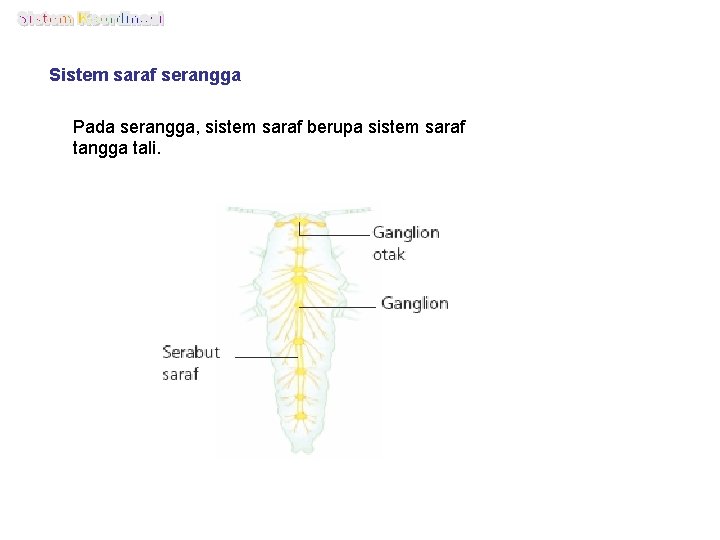 Sistem saraf serangga Pada serangga, sistem saraf berupa sistem saraf tangga tali. 