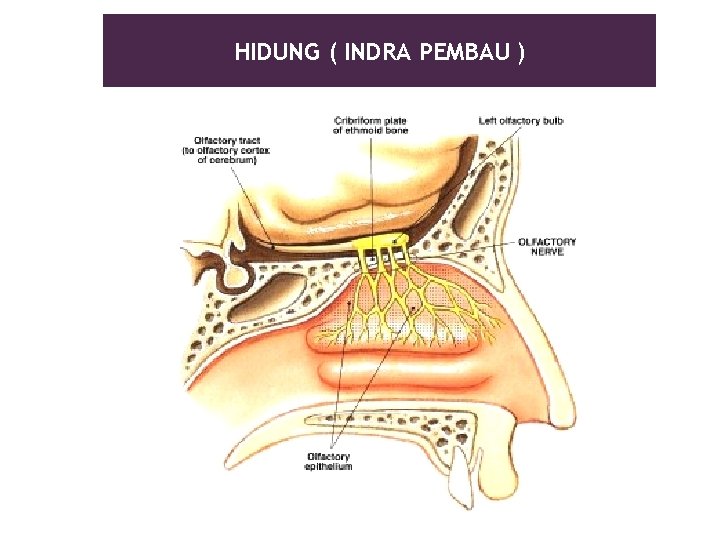 HIDUNG ( INDRA PEMBAU ) 