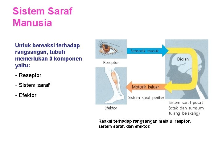 Sistem Saraf Manusia Untuk bereaksi terhadap rangsangan, tubuh memerlukan 3 komponen yaitu: • Reseptor