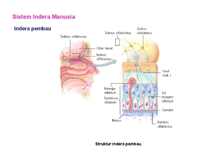 Sistem Indera Manusia Indera pembau Struktur indera pembau. 