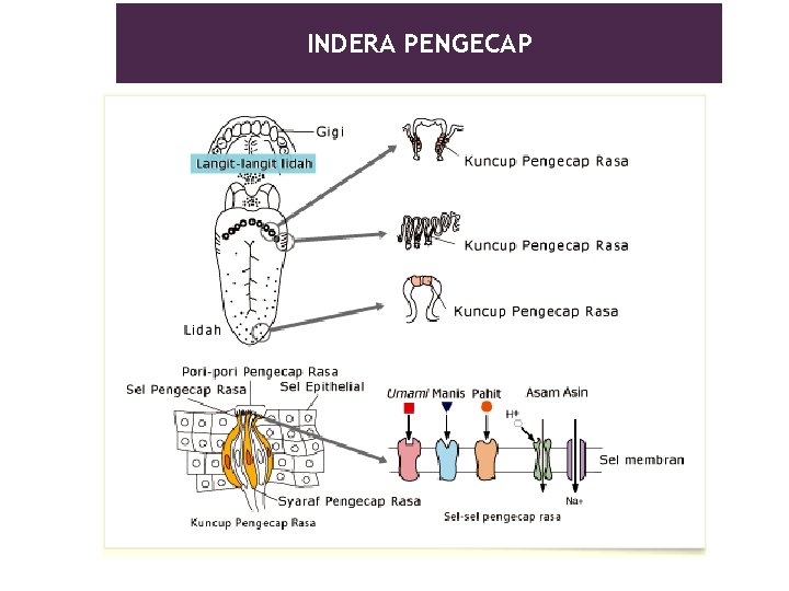 INDERA PENGECAP 