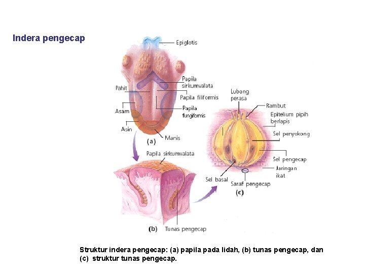 Indera pengecap Struktur indera pengecap: (a) papila pada lidah, (b) tunas pengecap, dan (c)