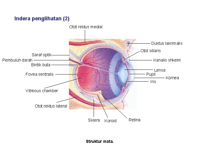 Indera penglihatan (2) Otot rektus medial Duktus lakrimalis Otot siliaris Saraf optik Pembuluh darah