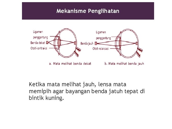 Mekanisme Penglihatan Ketika mata melihat jauh, lensa mata memipih agar bayangan benda jatuh tepat