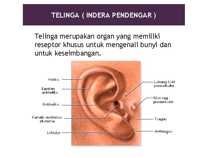 TELINGA ( INDERA PENDENGAR ) Telinga merupakan organ yang memiliki reseptor khusus untuk mengenali