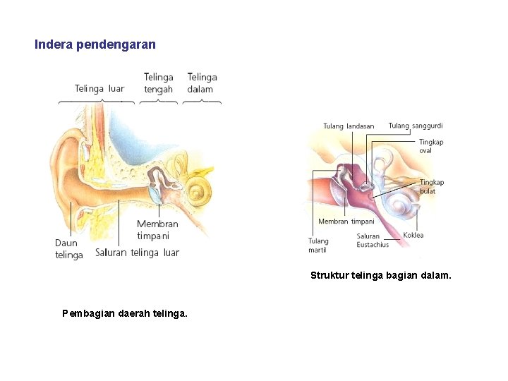 Indera pendengaran Struktur telinga bagian dalam. Pembagian daerah telinga. 