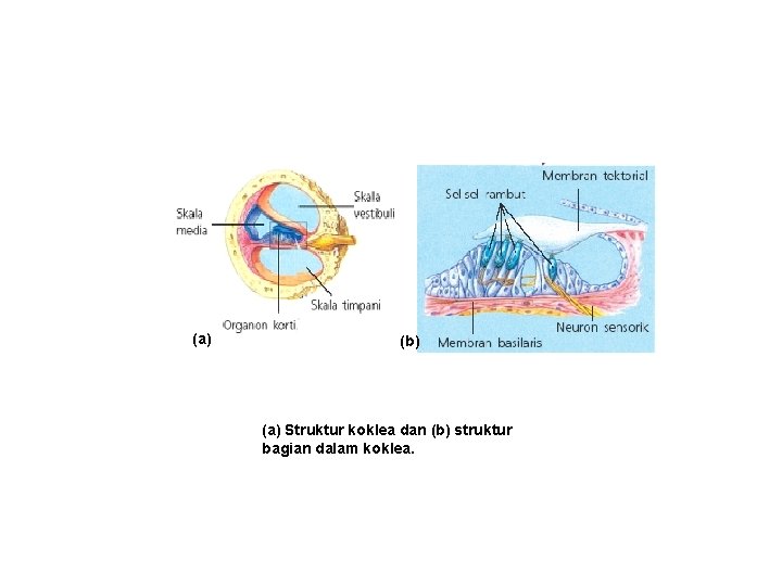 (a) (b) (a) Struktur koklea dan (b) struktur bagian dalam koklea. 