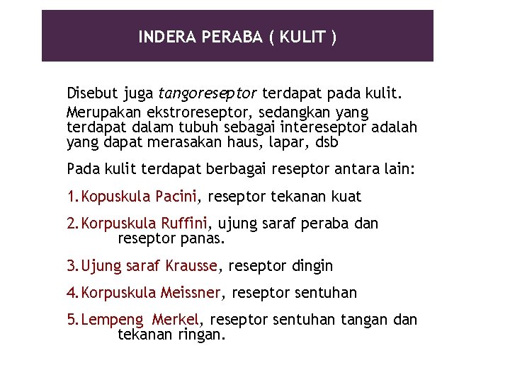 INDERA PERABA ( KULIT ) Disebut juga tangoreseptor terdapat pada kulit. Merupakan ekstroreseptor, sedangkan