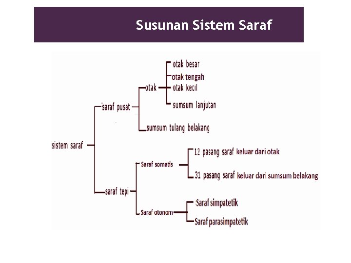 Susunan Sistem Saraf 