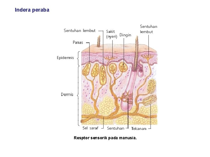 Indera peraba Resptor sensorik pada manusia. 