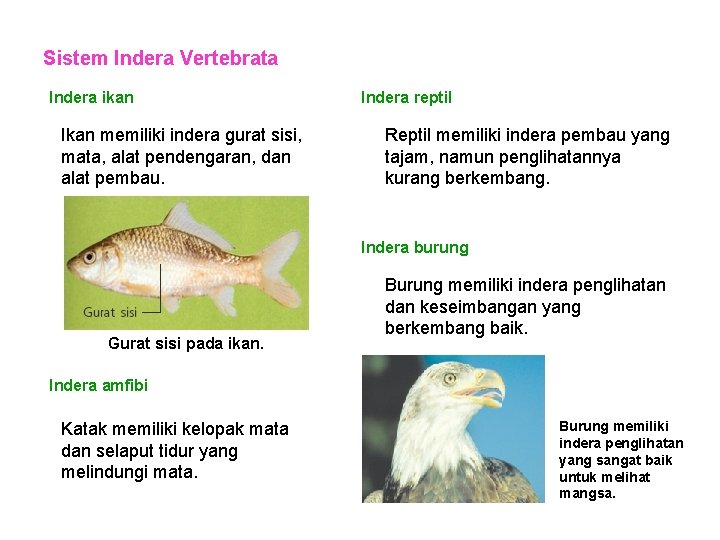 Sistem Indera Vertebrata Indera ikan Ikan memiliki indera gurat sisi, mata, alat pendengaran, dan