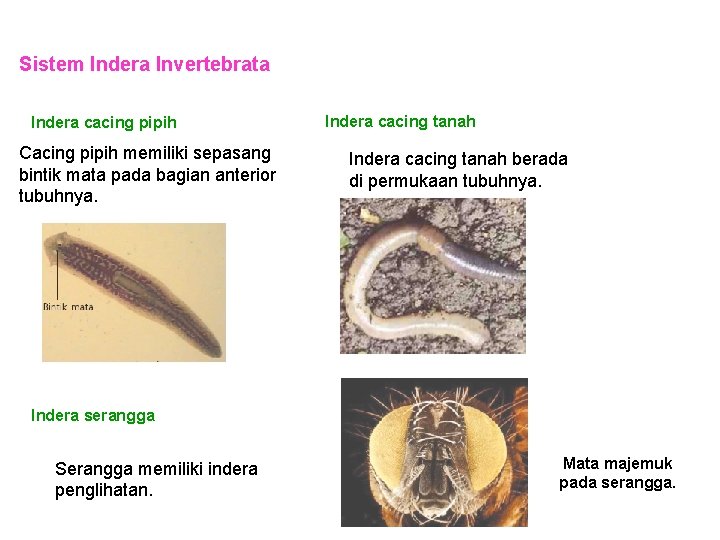 Sistem Indera Invertebrata Indera cacing pipih Cacing pipih memiliki sepasang bintik mata pada bagian