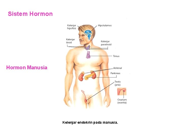 Sistem Hormon Manusia Kelenjar endokrin pada manusia. 