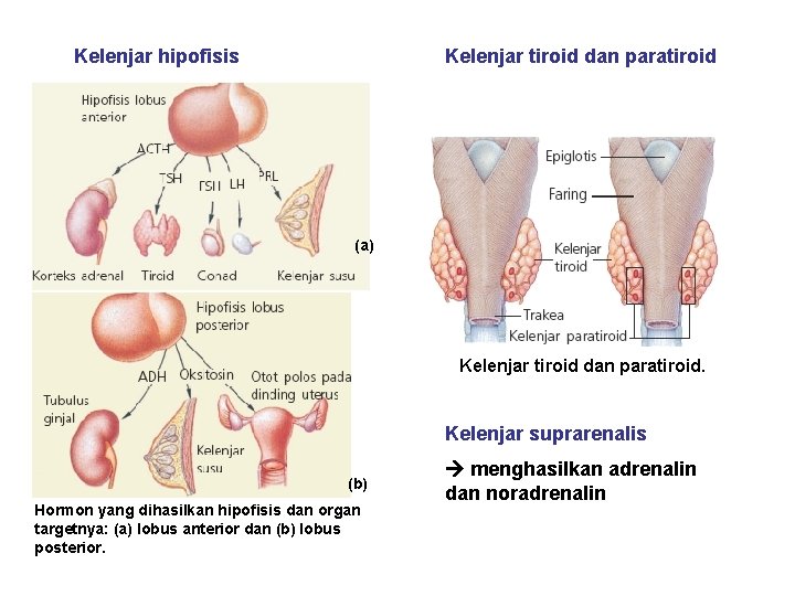 Kelenjar hipofisis Kelenjar tiroid dan paratiroid (a) Kelenjar tiroid dan paratiroid. Kelenjar suprarenalis (b)