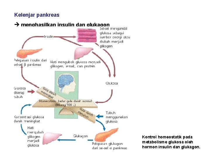 Kelenjar pankreas menghasilkan insulin dan glukagon Kontrol homeostatik pada metabolisme glukosa oleh hormon insulin